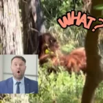 Is Bigfoot in Lawton, Oklahoma? The Mysterious Explained